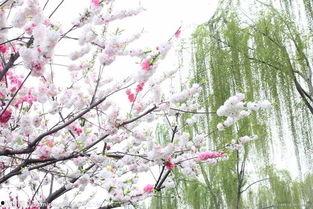 春日攀缠,探寻自然与生命的和谐共鸣