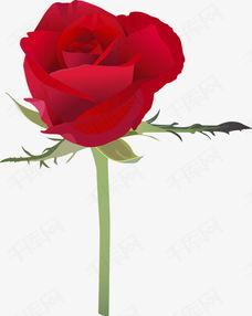 带刺的玫瑰,带刺玫瑰的美丽与哀愁