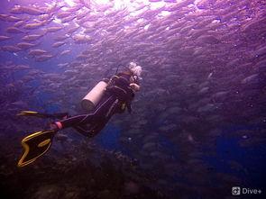 爱意坠深海,深潜情感之海