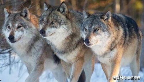 狼崽子要翻天！我才是狼王（狼崽子要翻天我才是狼王）,我是狼王，谁与争锋