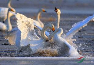 天鹅恋,永恒的爱情传说