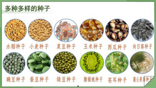 种子 2024,种子萌发，未来可期